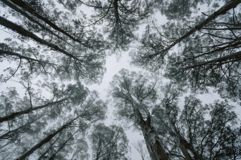 William Ricketts Sanctuary, Melbourne, Australia