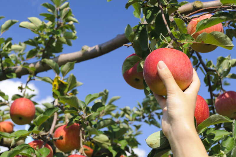 Apple picking during the harvest season.