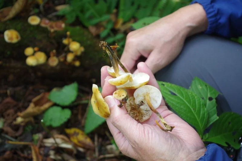 Mushroom picking in the forests and mountains in south Nagano. 