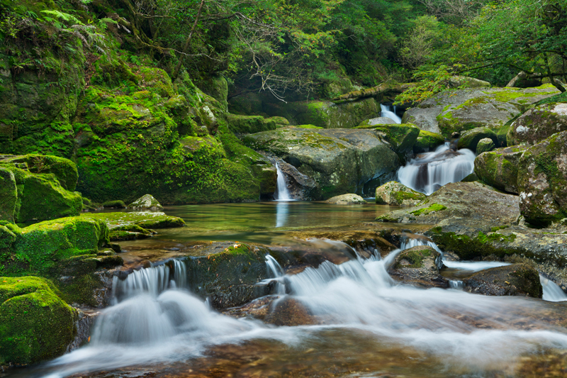 A serenity in Yakushima National Park.