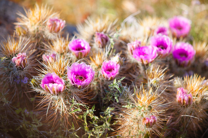 A Strawberry hedgehog cactus at full bloom.