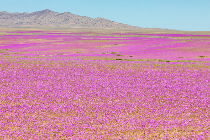 A beautiful sight when a desert turns into a flower carpet.