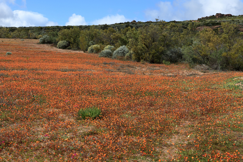 Orange daisies are in bloom.