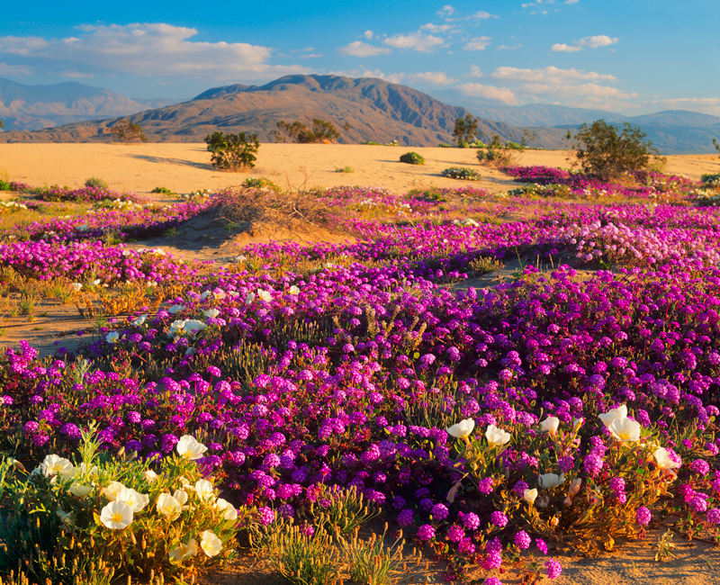 A wide variety of wildflowers.