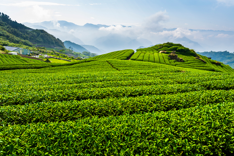 Taiwan’s terraced tea fields.