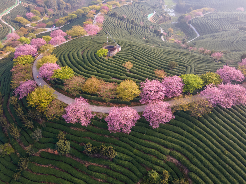 A top view of the tea field in China.