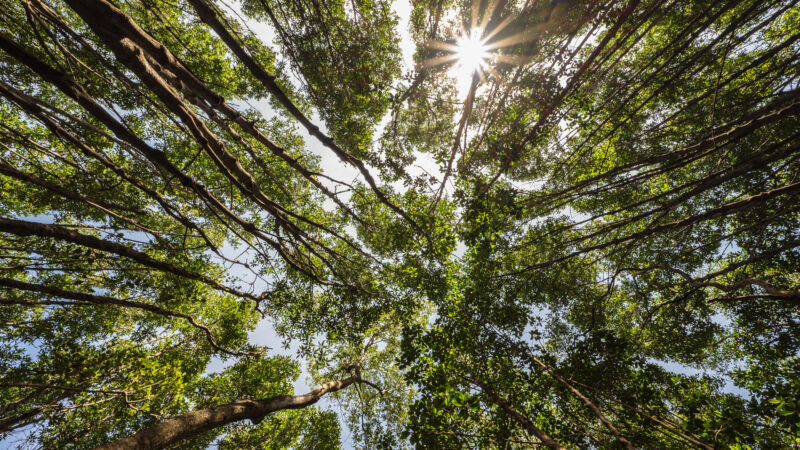 A ray of light in a deep forest.