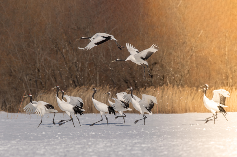 Elegant red cranes move gracefully across the quiet, white snow.