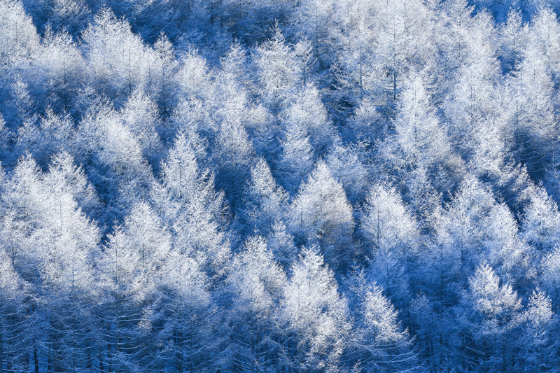 The picture perfect of the pine trees dusted with snow.