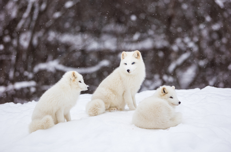 The Arctic fox, known for its white winter coat.