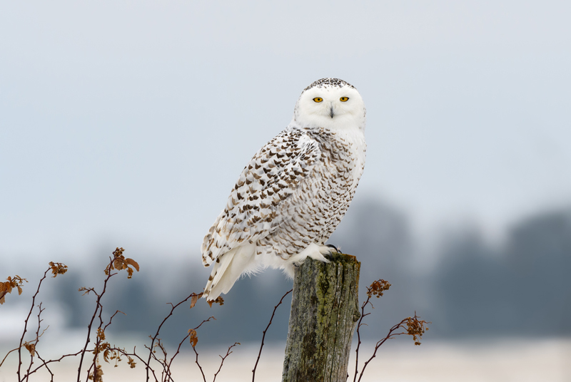 The Snowy Owl is a magnificent, nomadic Arctic bird occasionally found in Norway's mountain plateaus and northern regions.