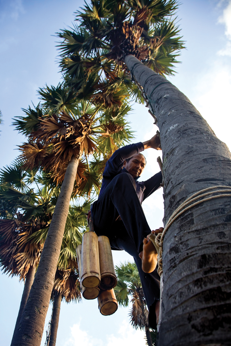 Climbing a palm tree to pick palm fruits