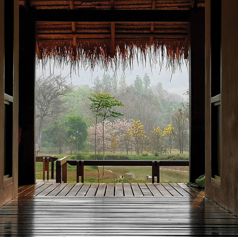 Three Trees Doi Saket