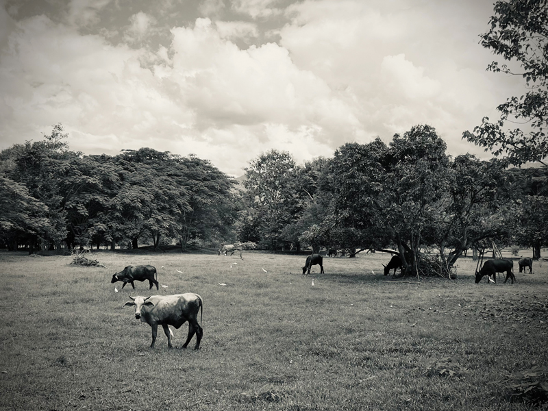 Three Trees Doi Saket