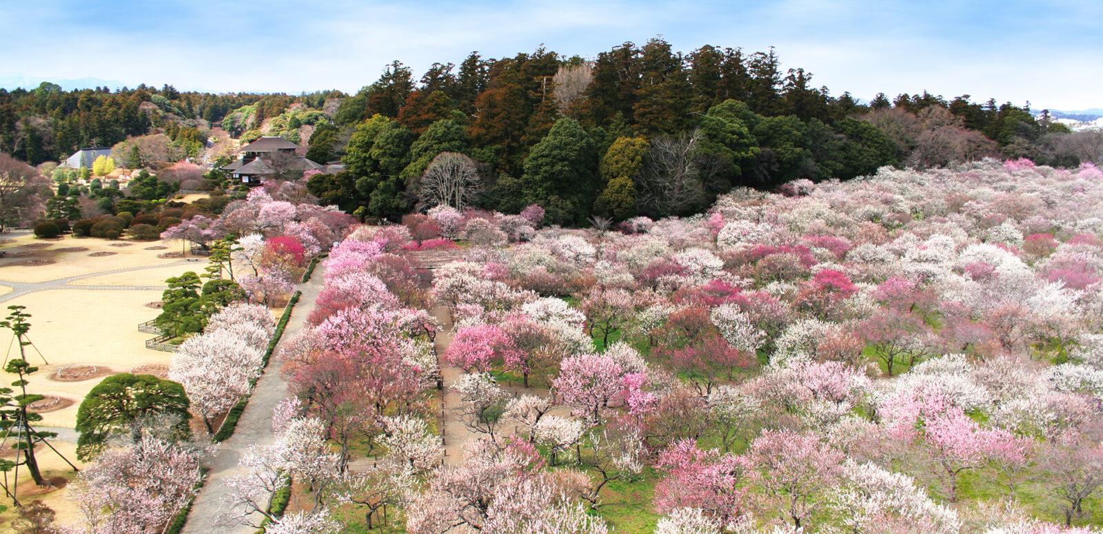 The pink and white blooms in Mito.