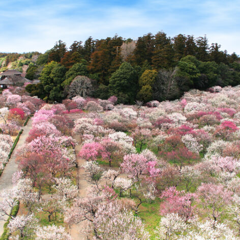 The pink and white blooms in Mito.