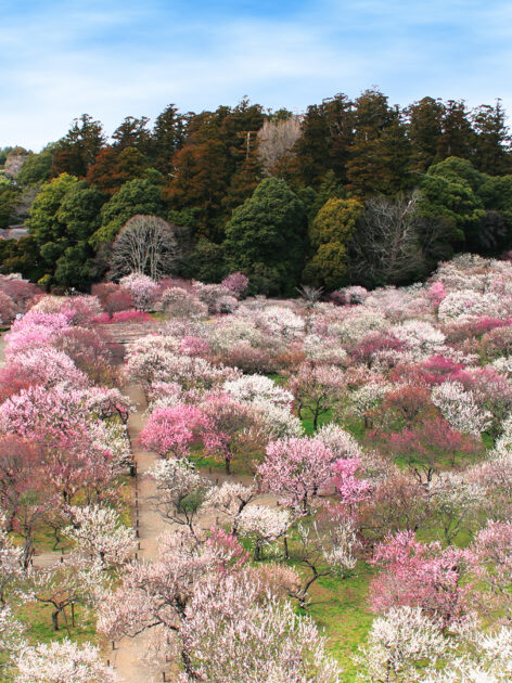 The pink and white blooms in Mito.