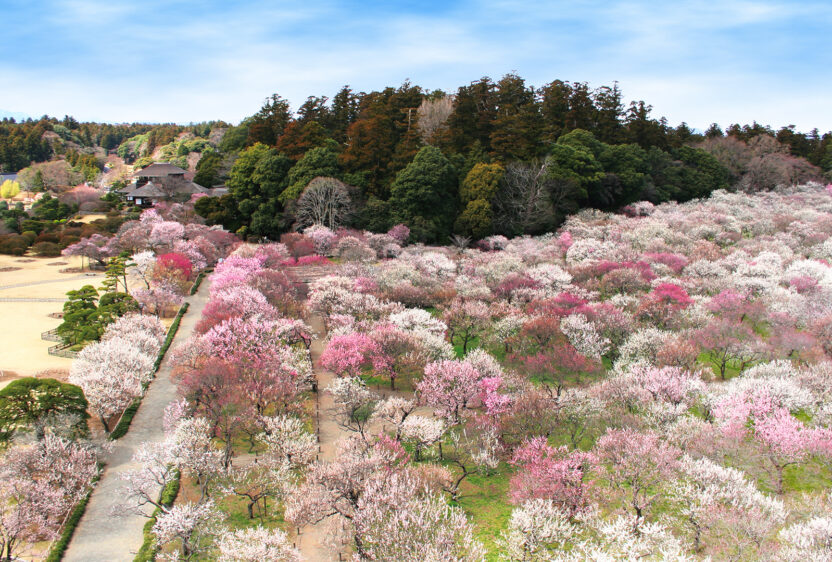 The pink and white blooms in Mito.