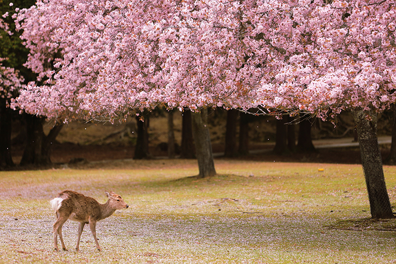 Sping into life. A deer under cherry blossoms in full bloom.
