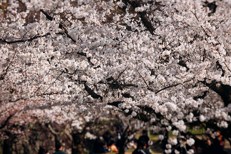 The blooming of plum trees in the street of Fukuoka.