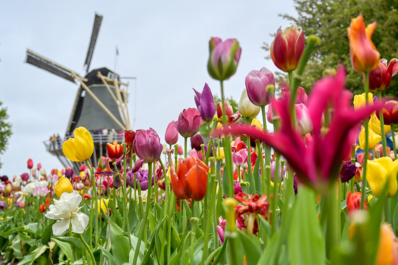 The color of spring in the Netherlands.
