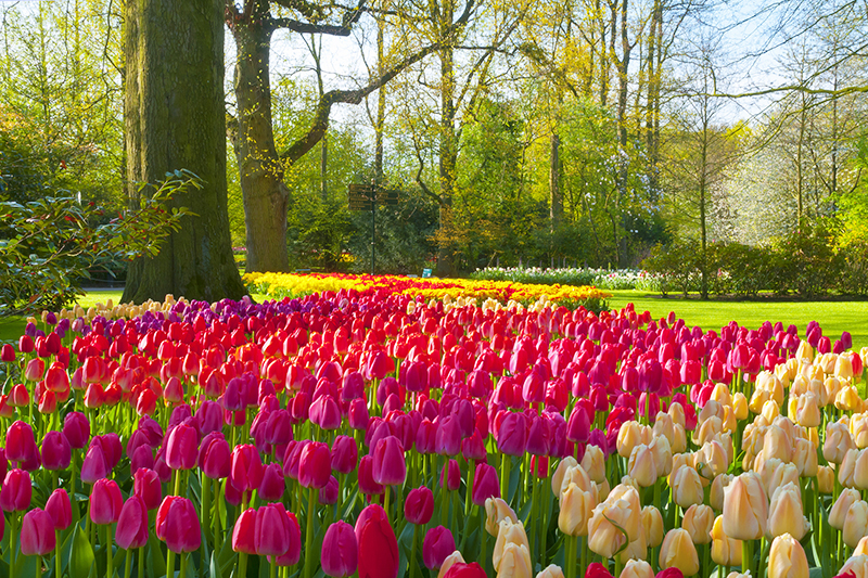 The Keukenhof garden in full bloom.