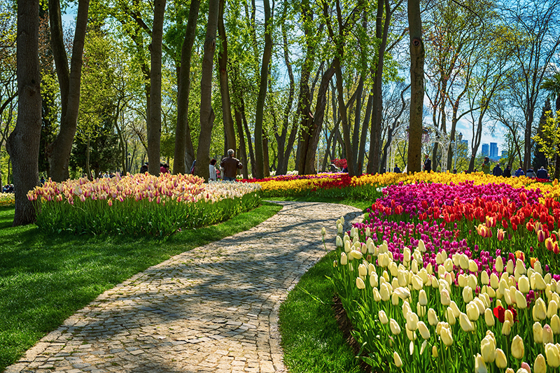 A beautiful path embraced with tulips.