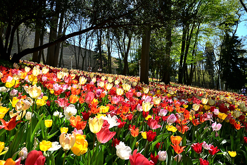 The colorful tulips on the sunny day in Istanbul. 