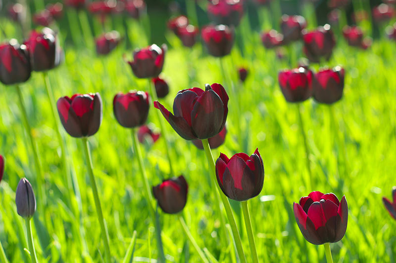 "Queen of Night", a rare variety of tulip.