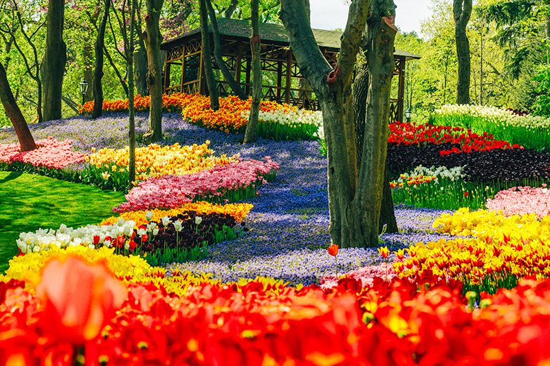 Assorted kind of colourful beautiful tulip and lavender flowers at Emirgan public park.