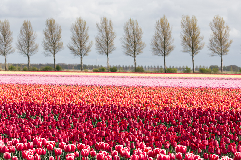 The tulips route.