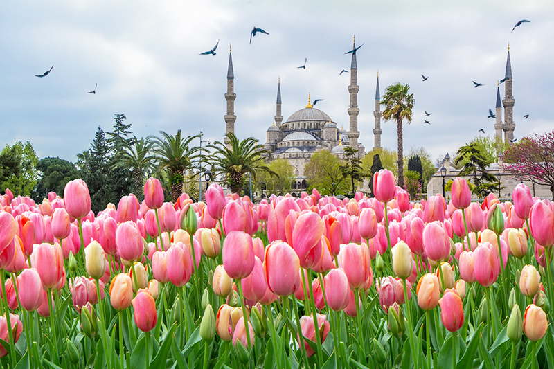 The Blue Mosque, (Sultanahmet Camii) with pink tulips.