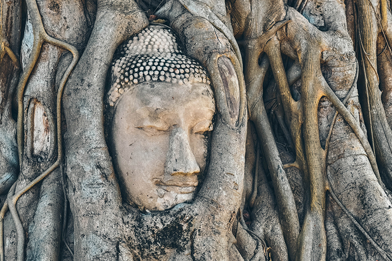 The famous Buddha head in the tree roots in Ayutthaya historical park Wat Mahathat temple.