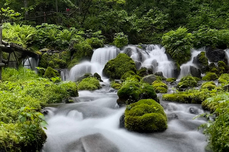 สวนฟูกิดาชิ (เครดิตรูปภาพ: iStock)