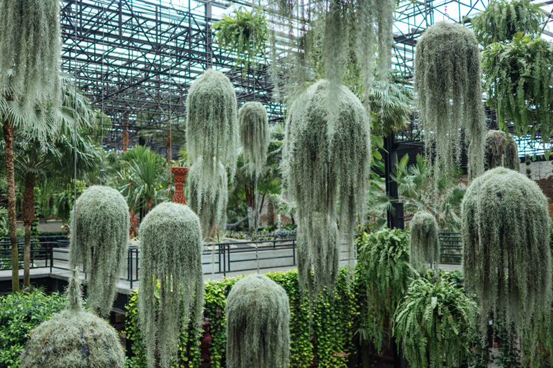 Garden in the sky