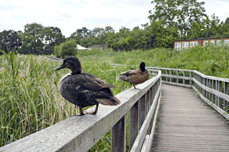 The expansive reservoir of Woodberry Wetlands, which provides a vital habitat for London's diverse flora and wildlife.