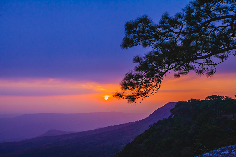 The leaning pine tree at Pha Lom Sak in Phu Kradueng National Park.
