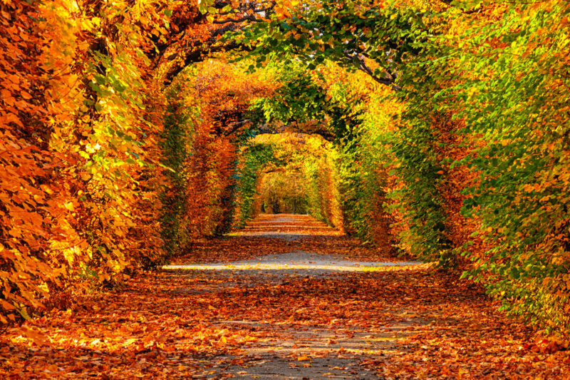 Sunlit path passes through a colorful autumn leaf tunnel in Vienna.
