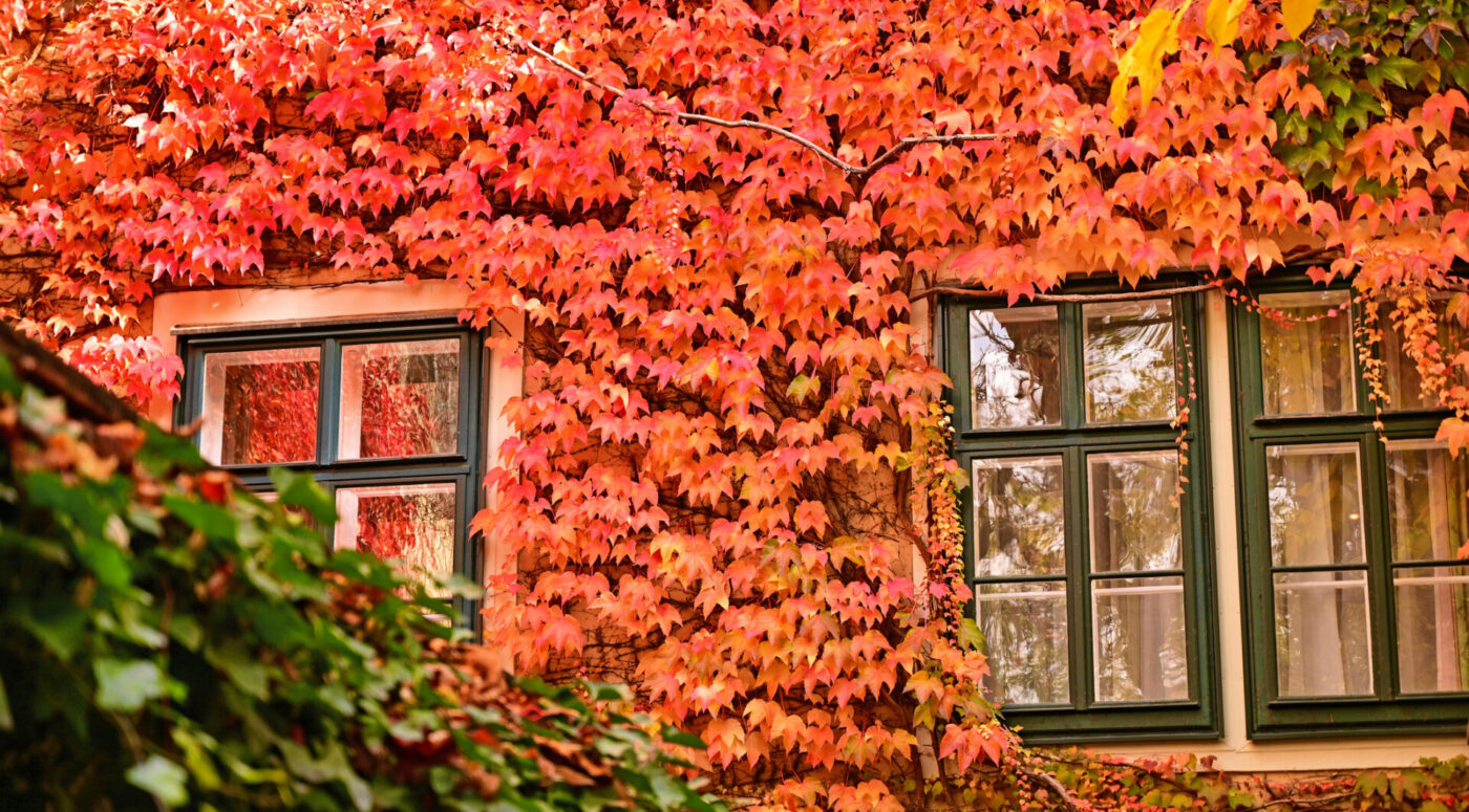 A classic house facade in a Vienna courtyard during autumn.
