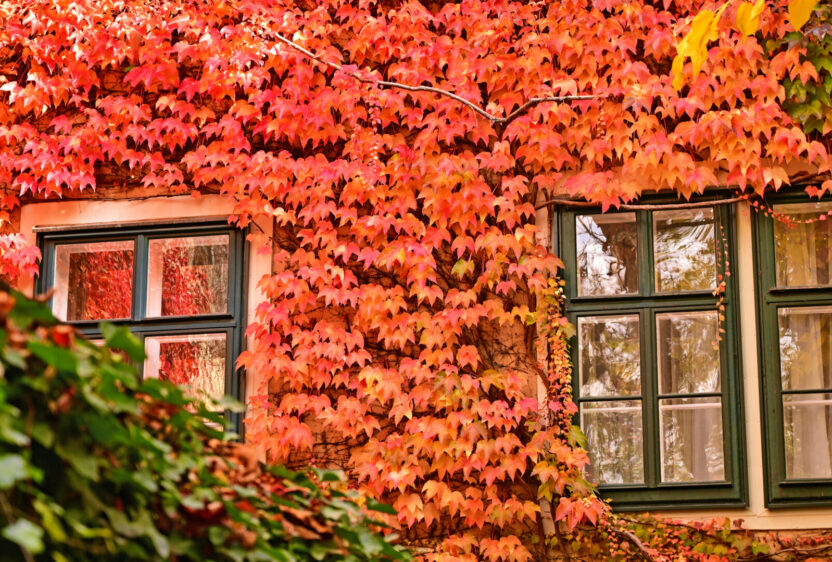 A classic house facade in a Vienna courtyard during autumn.